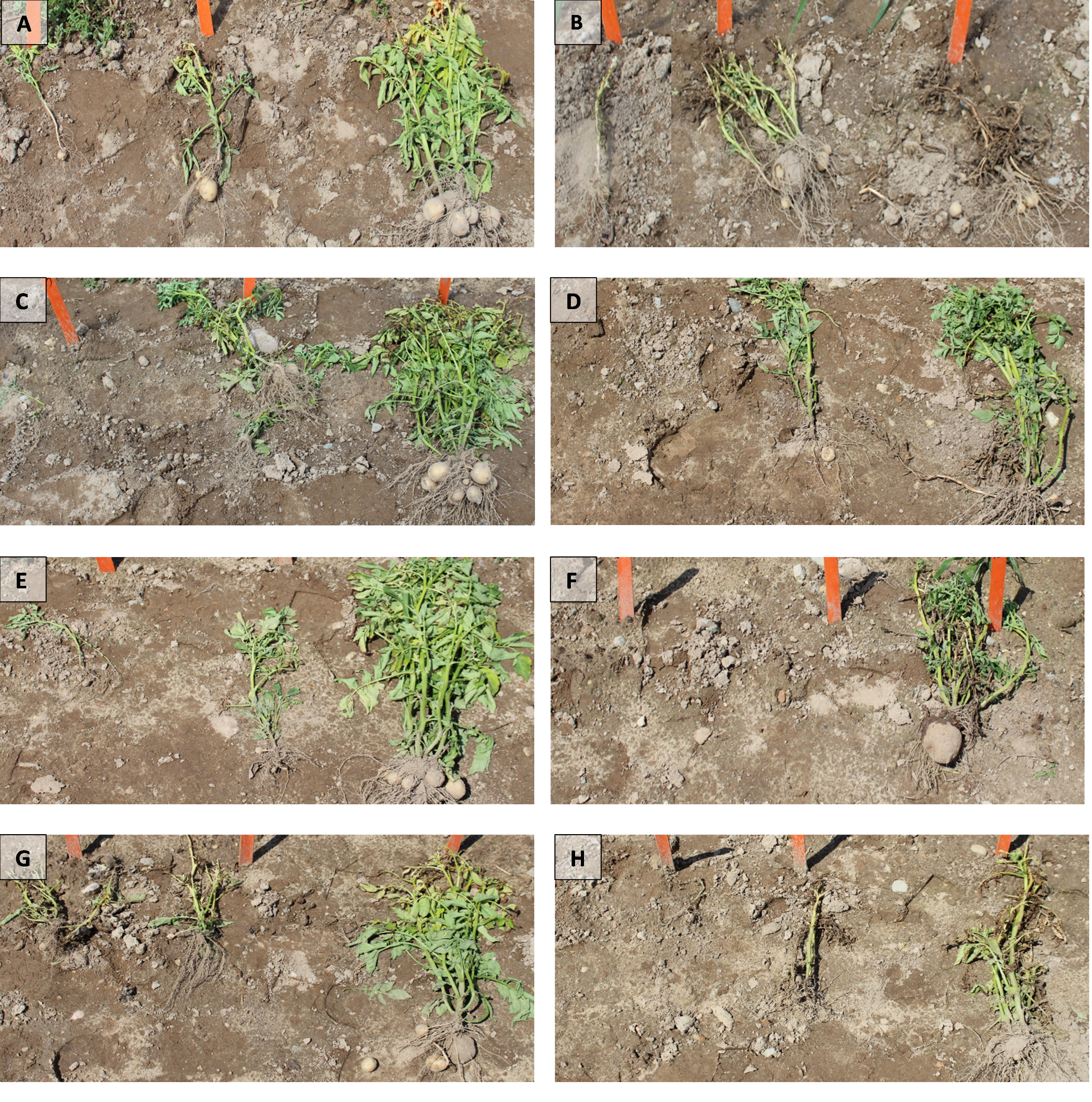 Volunteer potato control at different stages.